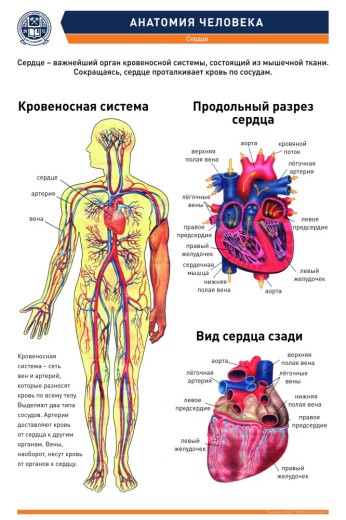 АНАТОМИЯ ЧЕЛОВЕКА. СЕРДЦЕ