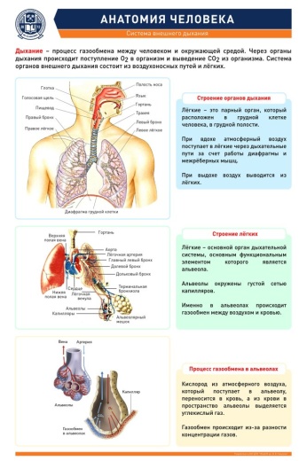 АНАТОМИЯ ЧЕЛОВЕКА. СИСТЕМА ВНЕШНЕГО ДЫХАНИЯ